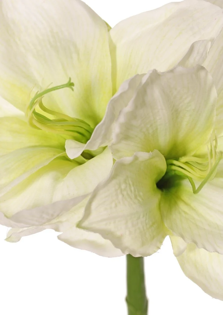 Amaryllis wit H70cm