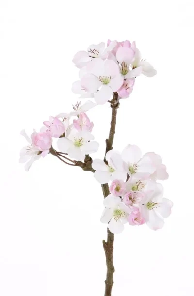 appelbloesem roze