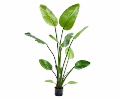 bananen plant strelitzia