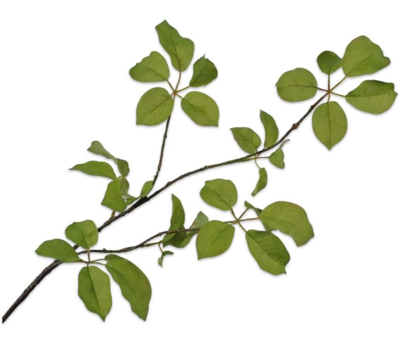 bladtak groen