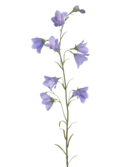 Campanula klokjesbloem blauw 70 cm