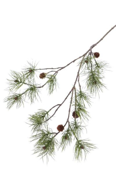 Dennetak pinus den 110 cm