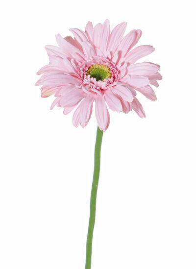 Gerbera licht roze 63 cm