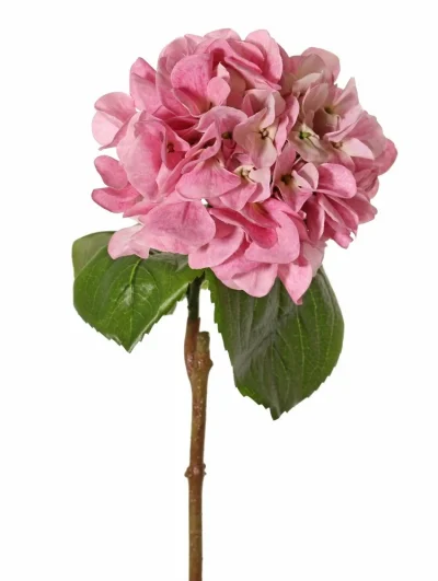 Hortensia roze - H60 cm