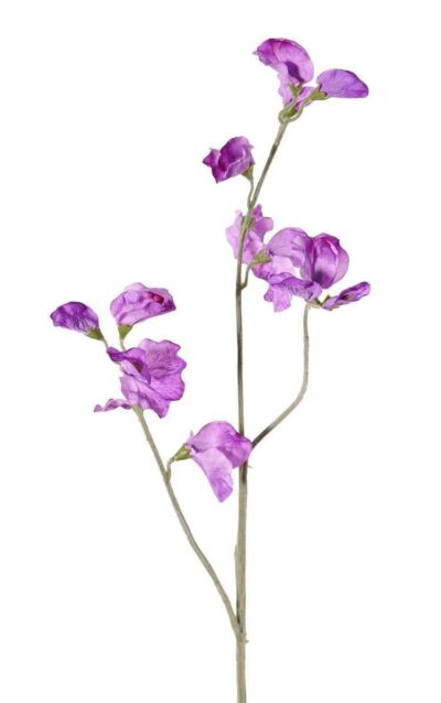 kunst lathyrus