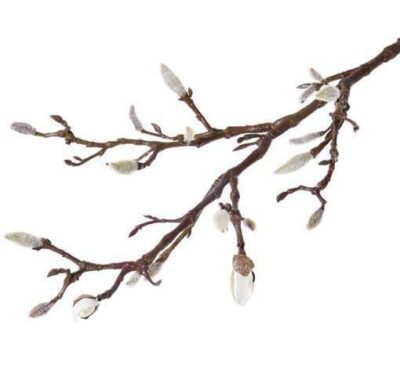 zijden magnolia