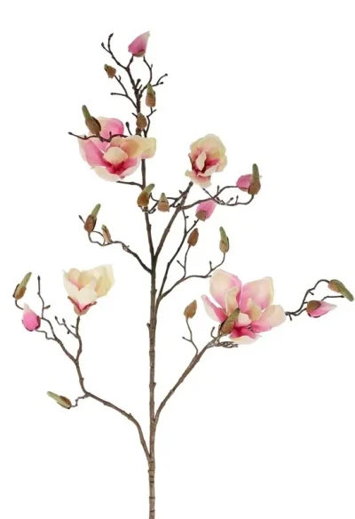 magnolia tak