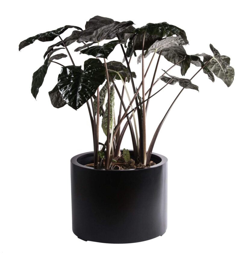 grote ronde bloempot