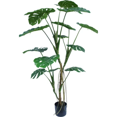 Monstera boom - H150 cm
