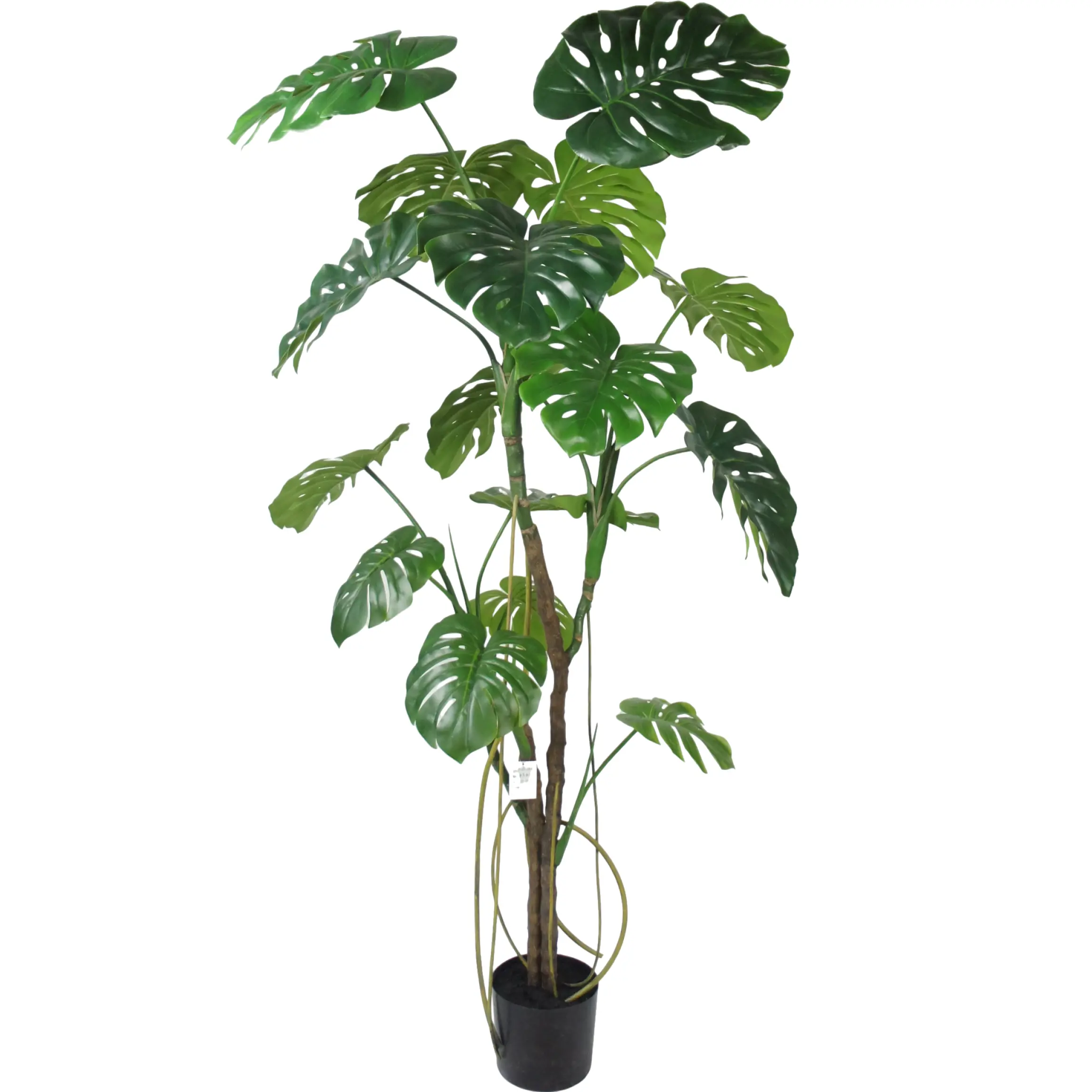 Monstera boom - H180 cm