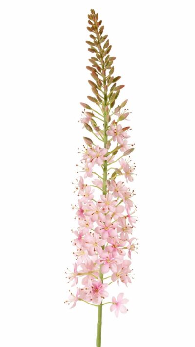 zijden eremurus