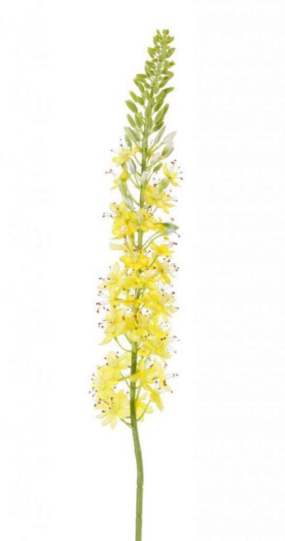 kunst eremurus