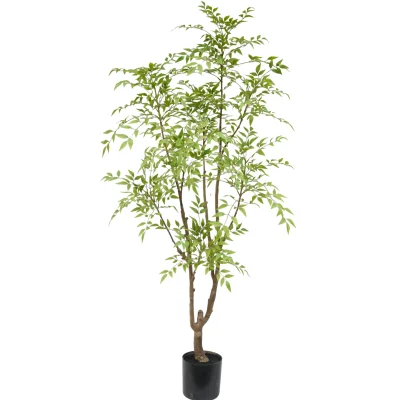 Nandina boom - H180 cm