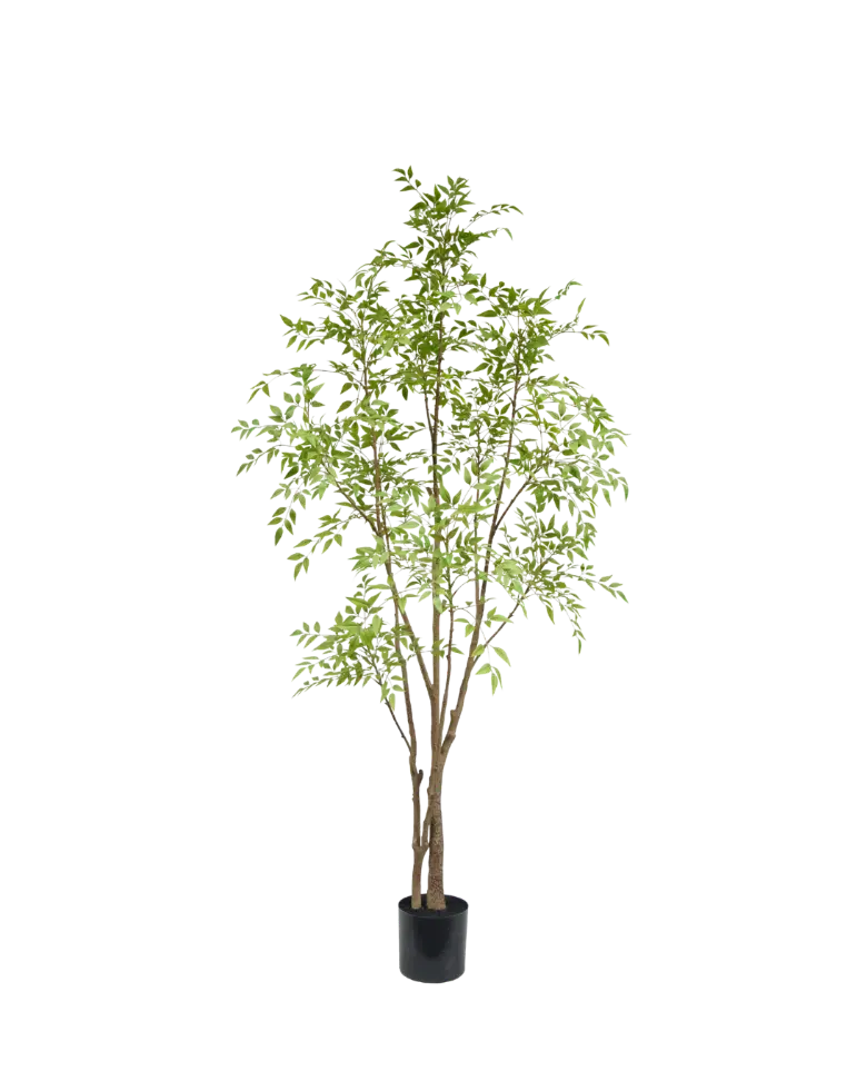 Nandina boom - H210 cm