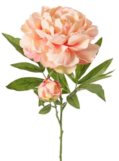 Pioenroos peach - H65 cm