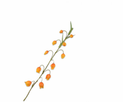 sandersonia kunst