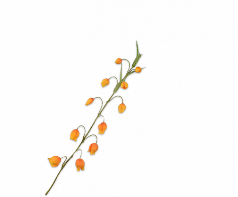 sandersonia kunst