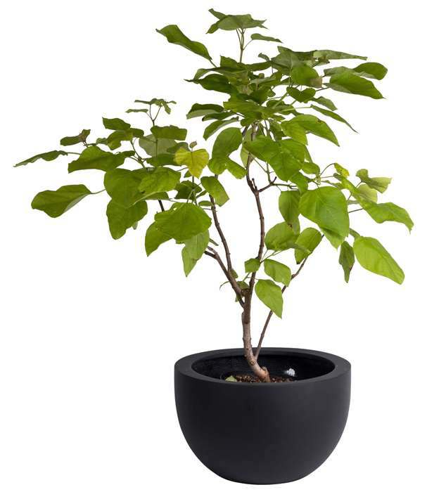 grote zwarte schaal