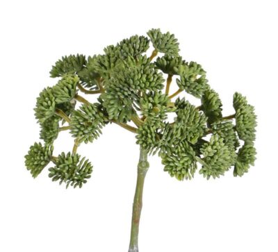 kunst sedum