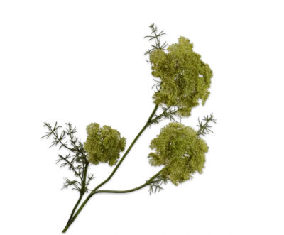 dille groen