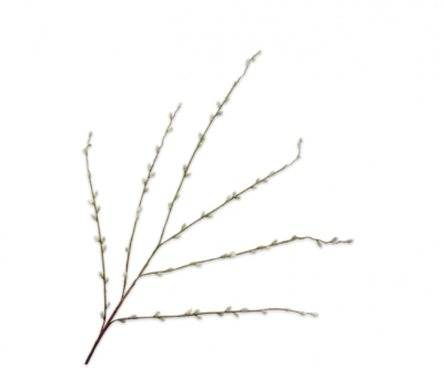 katjestak silk-ka