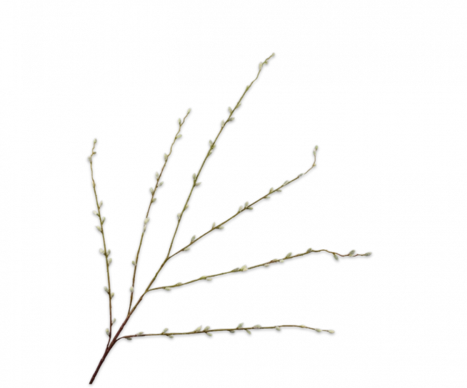 katjestak silk-ka