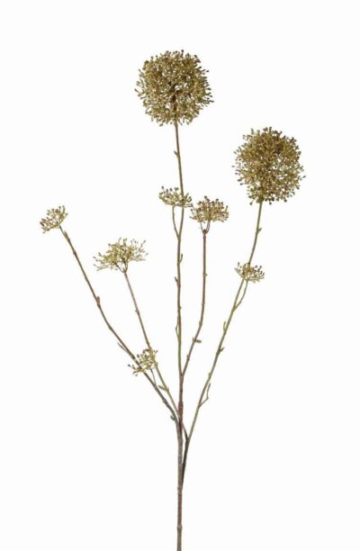 kunst skimmia