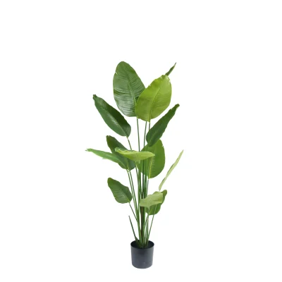 Strelitzia - H180 cm