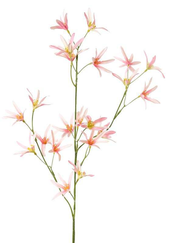 Tweedia roze 73 cm