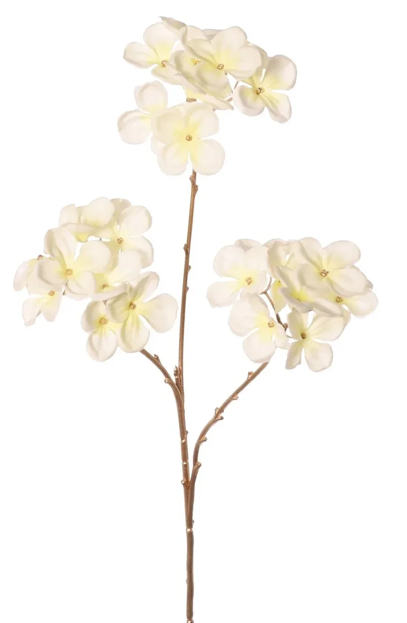 hortensia wit