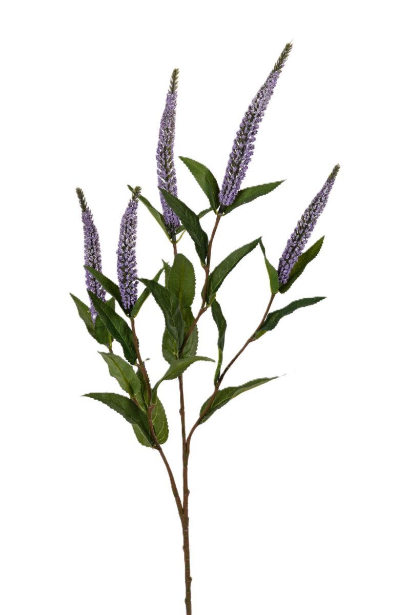 veronica