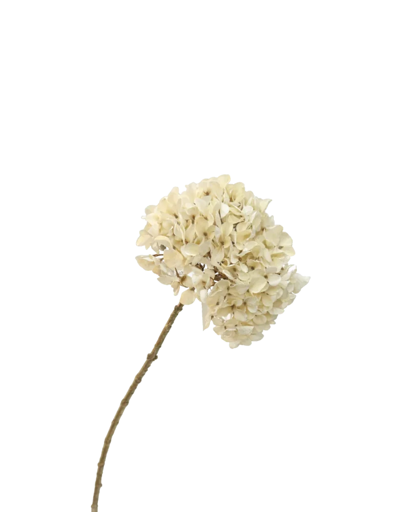 Hortensia creme - H65 cm