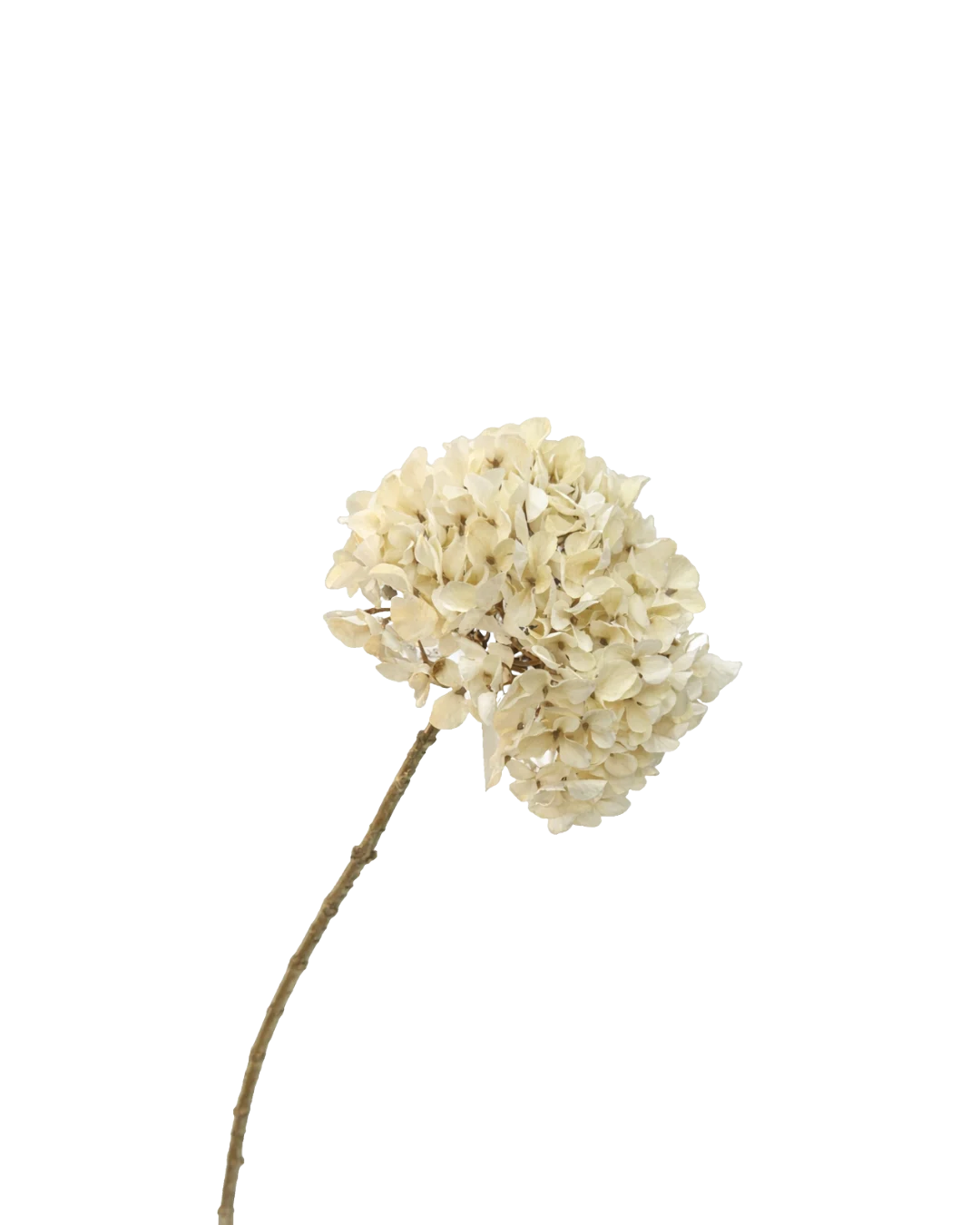 Hortensia creme - H65 cm