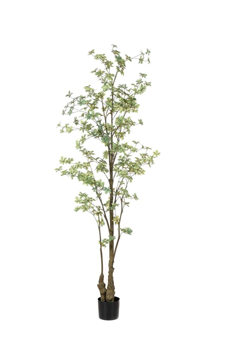 Tropaeolum oost-indische kers - H210 cm
