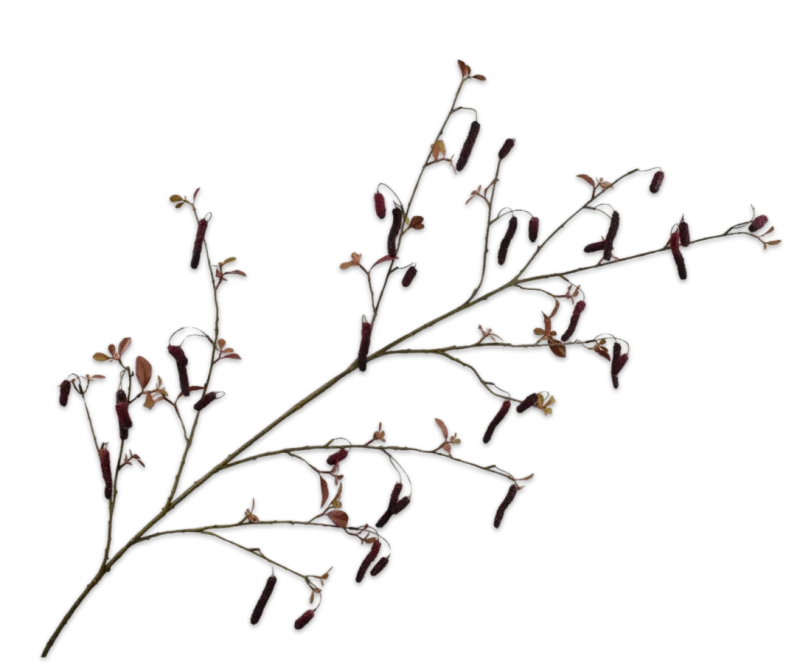 Alnus bordeaux - Silk-ka - H160 cm