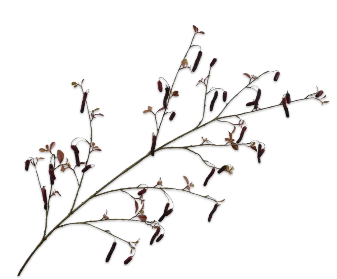 Alnus bordeaux - Silk-ka - H160 cm