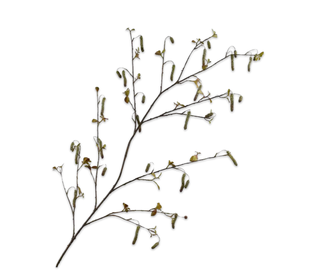 Alnus groen - Silk-ka - H160 cm
