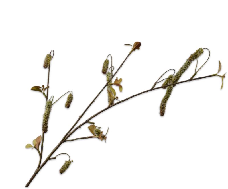 Alnus groen - Silk-ka - H81 cm