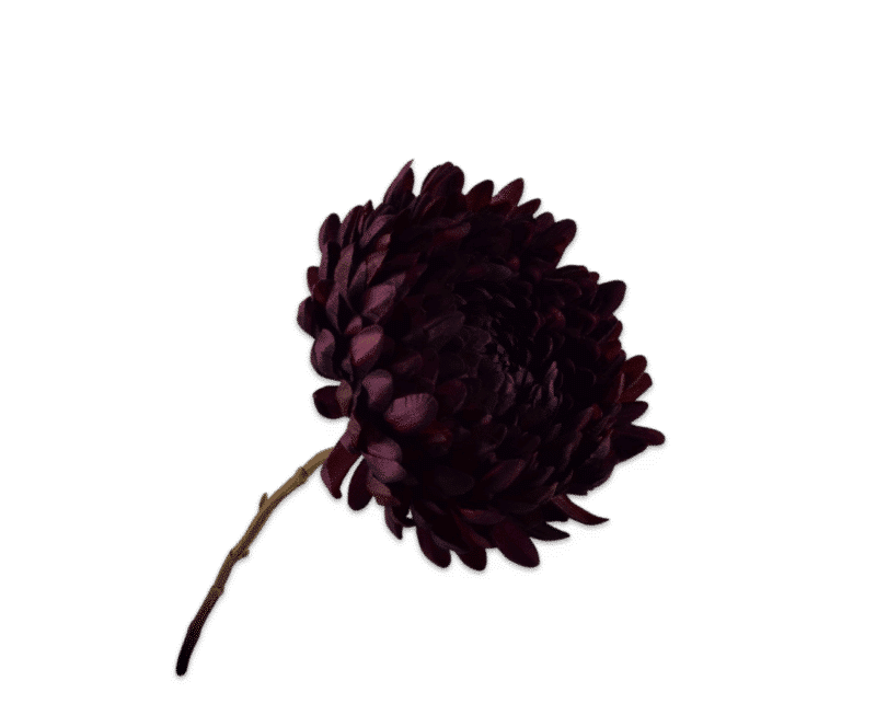 Chrysant bordeaux - Silk-ka - H76 cm