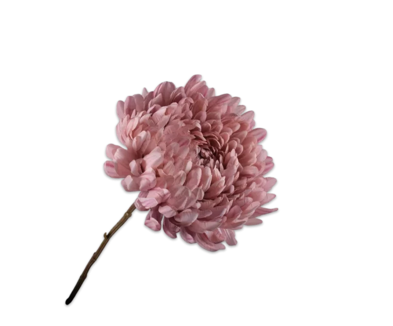 chrysant roze