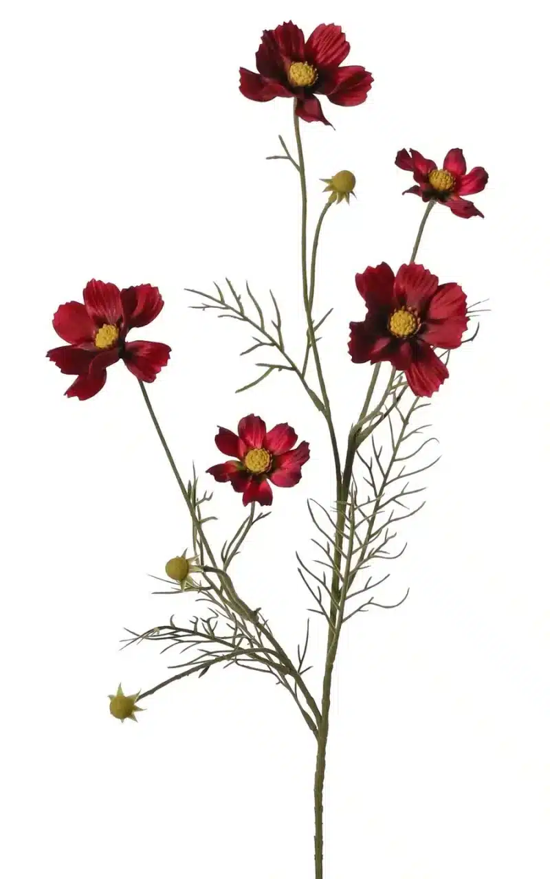 Cosmos bordeaux - H72 cm