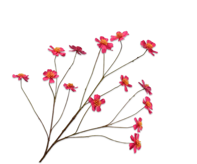 cosmos roze