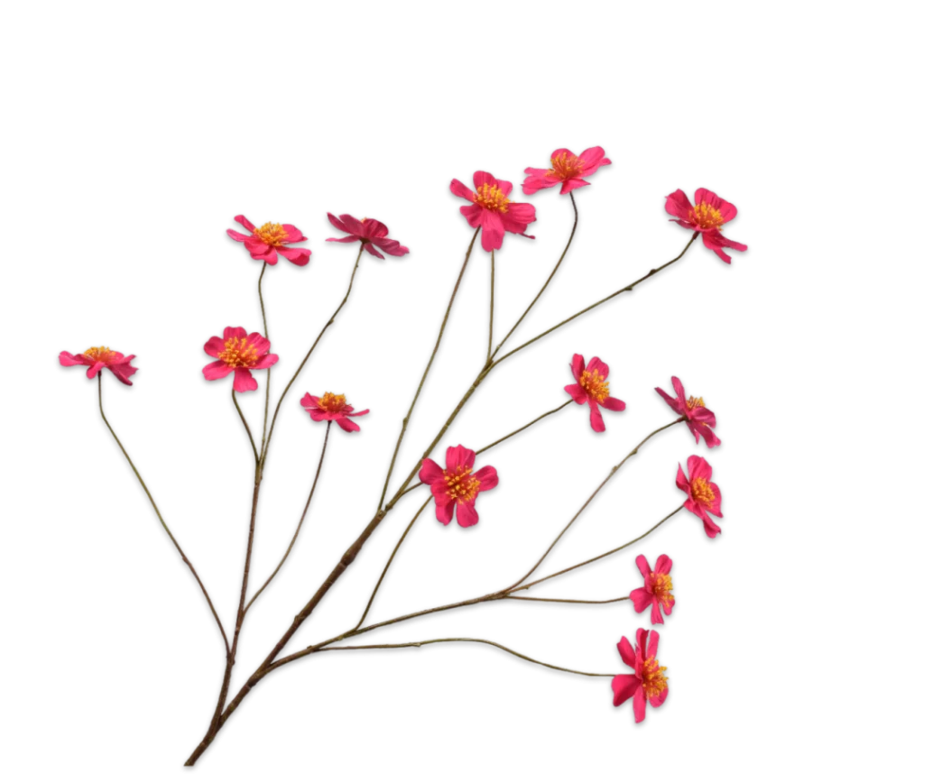 cosmos roze