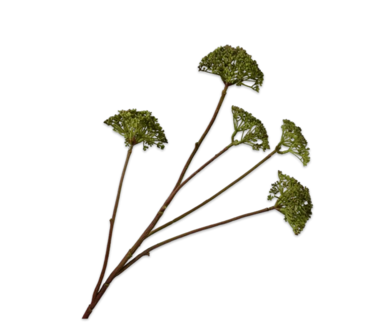 Dille groen - Silk-ka - H78 cm