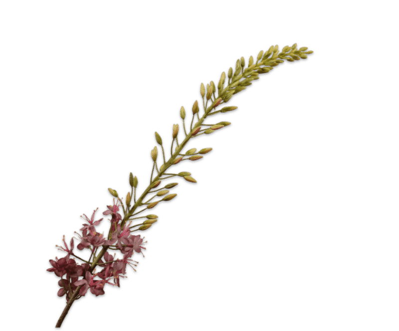 Eremurus lila - Silk-ka - H107 cm