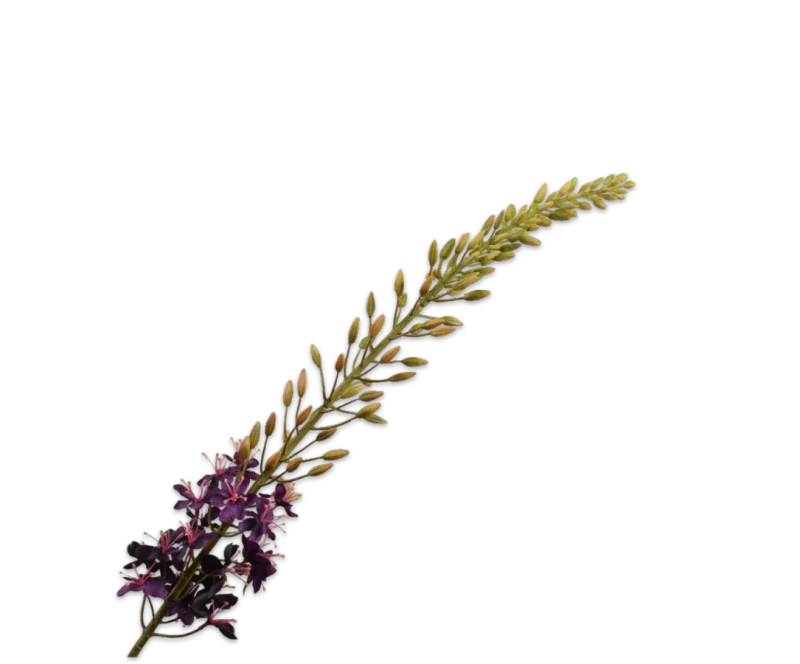 Eremurus paars - Silk-ka - H107 cm