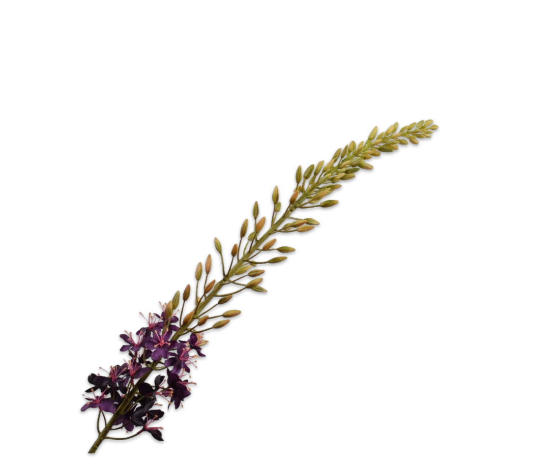 Eremurus paars - Silk-ka - H107 cm