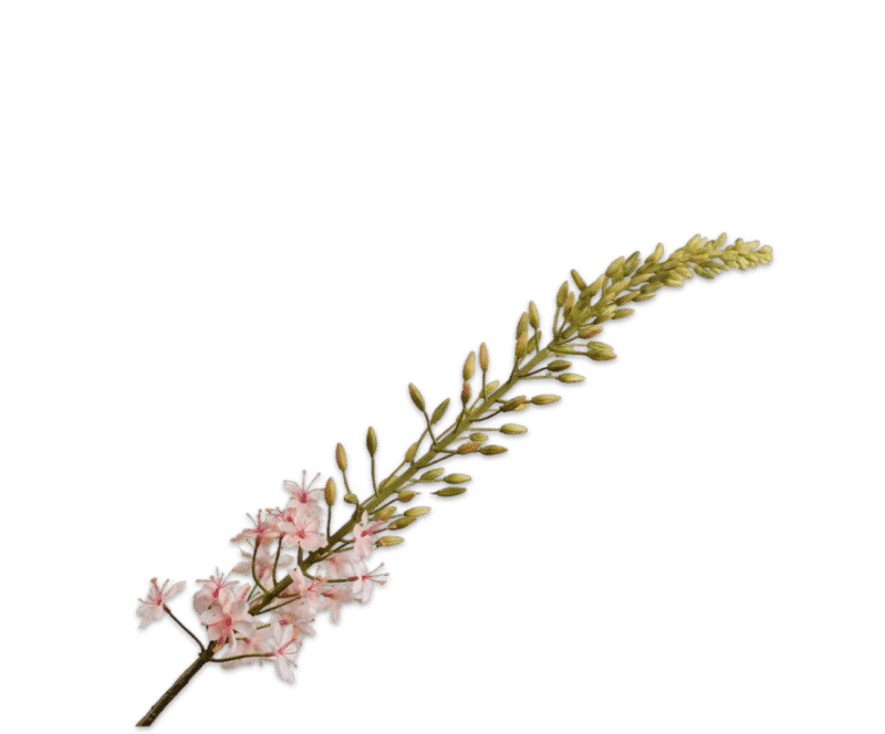 Eremurus perzik - Silk-ka - H107 cm