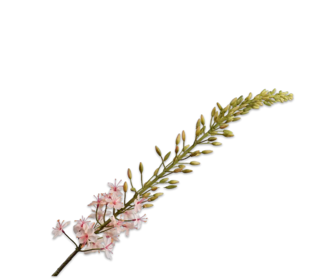 Eremurus perzik - Silk-ka - H107 cm