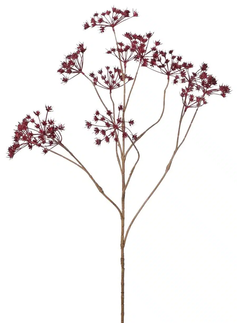 Fluitkruid bordeaux - H90 cm